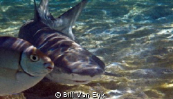 Sharks quietly circling unperturbed rabbit fish, early in... by Bill Van Eyk 